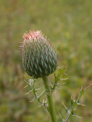 Cirsium pumilum