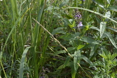 Beckmannia eruciformis