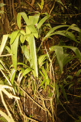 Chamaedorea linearis