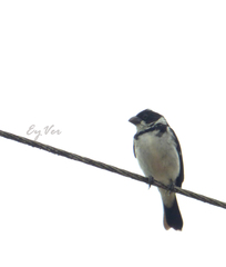 Sporophila murallae