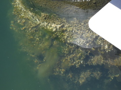 Ficopomatus enigmaticus