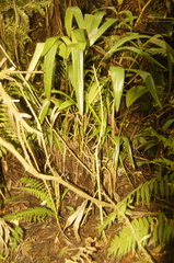 Chamaedorea linearis