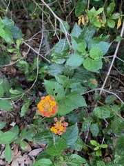 Lantana × strigocamara