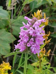 Betonica officinalis