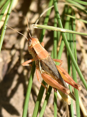 Melanoplus angustipennis