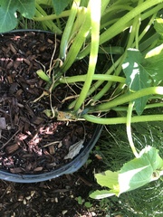 Eichlinia cucurbitae