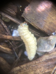 Eichlinia cucurbitae