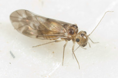 Peripsocus subfasciatus