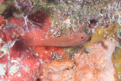 Trimma macrophthalmus