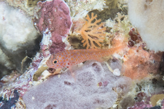 Trimma macrophthalmus