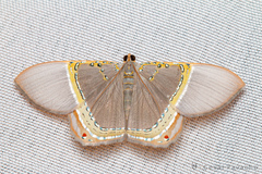 Phrygionis privignaria