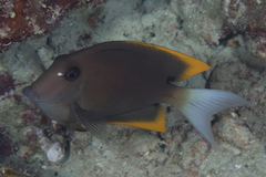 Ctenochaetus tominiensis