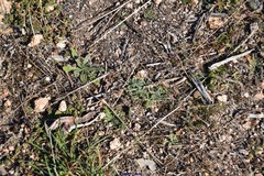 Lupinus hispanicus