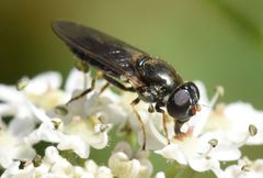 Cheilosia soror