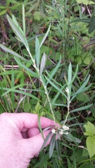 Andromeda polifolia glaucophylla