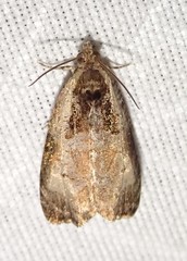 Olethreutes punctanum