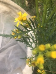 Senecio eremophilus