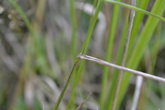 Beckmannia eruciformis