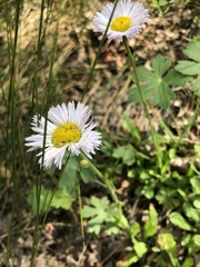 Erigeron formosissimus