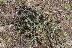 Helianthemum asperum