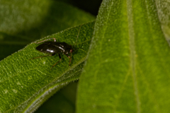 Orthotylinae