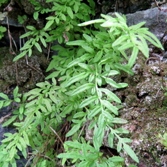 Cryptogramma stelleri image