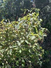 Cornus asperifolia