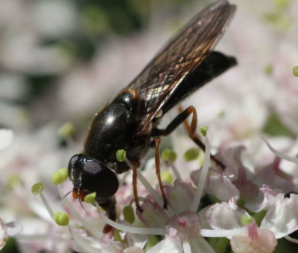 Cheilosia ruffipes