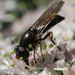 Cheilosia soror - Photo (c) Mike, some rights reserved (CC BY-NC), uploaded by Mike