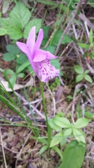 Arethusa bulbosa