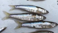 Hybognathus nuchalis