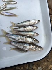 Hybognathus nuchalis