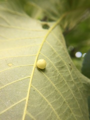 Caryomyia inflata