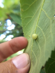 Caryomyia inflata