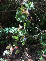 Rubus ursinus macropetalus