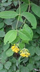 Lonicera hirsuta