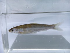 Hybognathus nuchalis