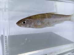 Hybognathus nuchalis