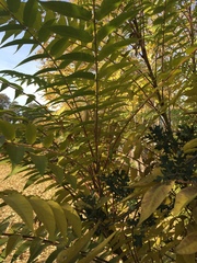 Ailanthus altissima