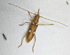 Eburia quadrigeminata