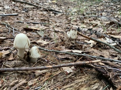 Amanita aestivalis