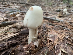 Amanita aestivalis