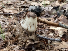 Amanita aestivalis