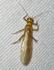 Perlesta