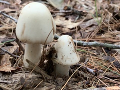 Amanita aestivalis