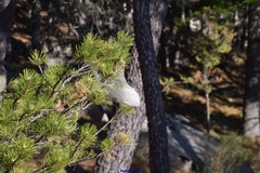 Thaumetopoea pityocampa
