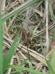 Diogmites craverii