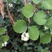 Common Snowberry - Photo (c) Steve Kelley, some rights reserved (CC BY-NC), uploaded by Steve Kelley