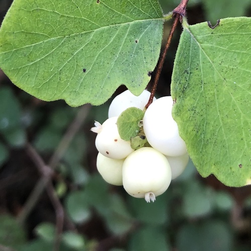 Symphoricarpos albus