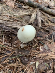 Amanita aestivalis